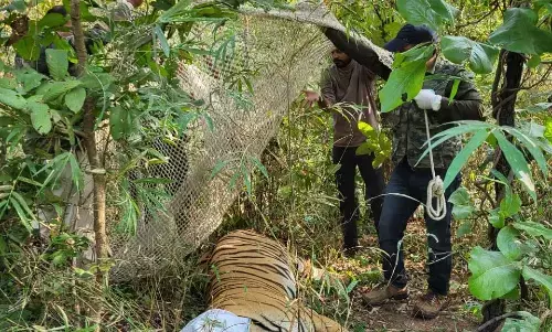 आखिरकार पकड़ा गया आदमखोर बाघ, 6 दिनों तक के रेस्क्यू के बाद मिली सफलता आखिरकार पकड़ा गया आदमखोर बाघ, 6 दिनों तक के रेस्क्यू के बाद मिली सफलता