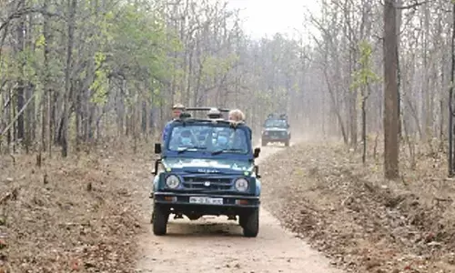 जंगल सफारी में विदेशी पर्यटकों के लिए स्वतंत्र कोटा बहाल करें