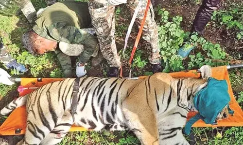 दुर्घटना में बाघ की मृत्यु के बाद भी विभाग उदासीन, हाईवे पर नहीं लगाए स्पीड ब्रेकर