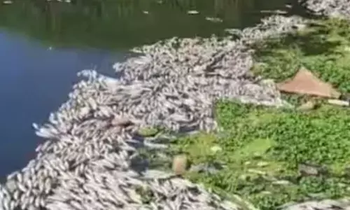 पंचगंगा नदी हुई प्रदूषित, मरी हुई मछलियों का लगा ढेर