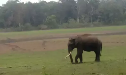 बंगाल के झाड़ग्राम में हाथी के हमले में व्यक्ति की मौत, पत्‍नी घायल