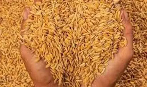 अवैध रूप से धान खरीदने वाले व्यापारियों पर कार्रवाई