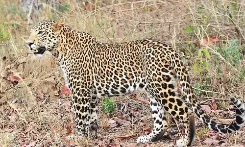 मुश्किल में किसान, खेती का काम इस समय तेजी पर होती है मुश्किल में किसान, खेती का काम इस समय तेजी पर होती है