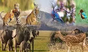 विदर्भ में वन संरक्षण के लिए जल्द ही मिलेंगे विशेषज्ञ