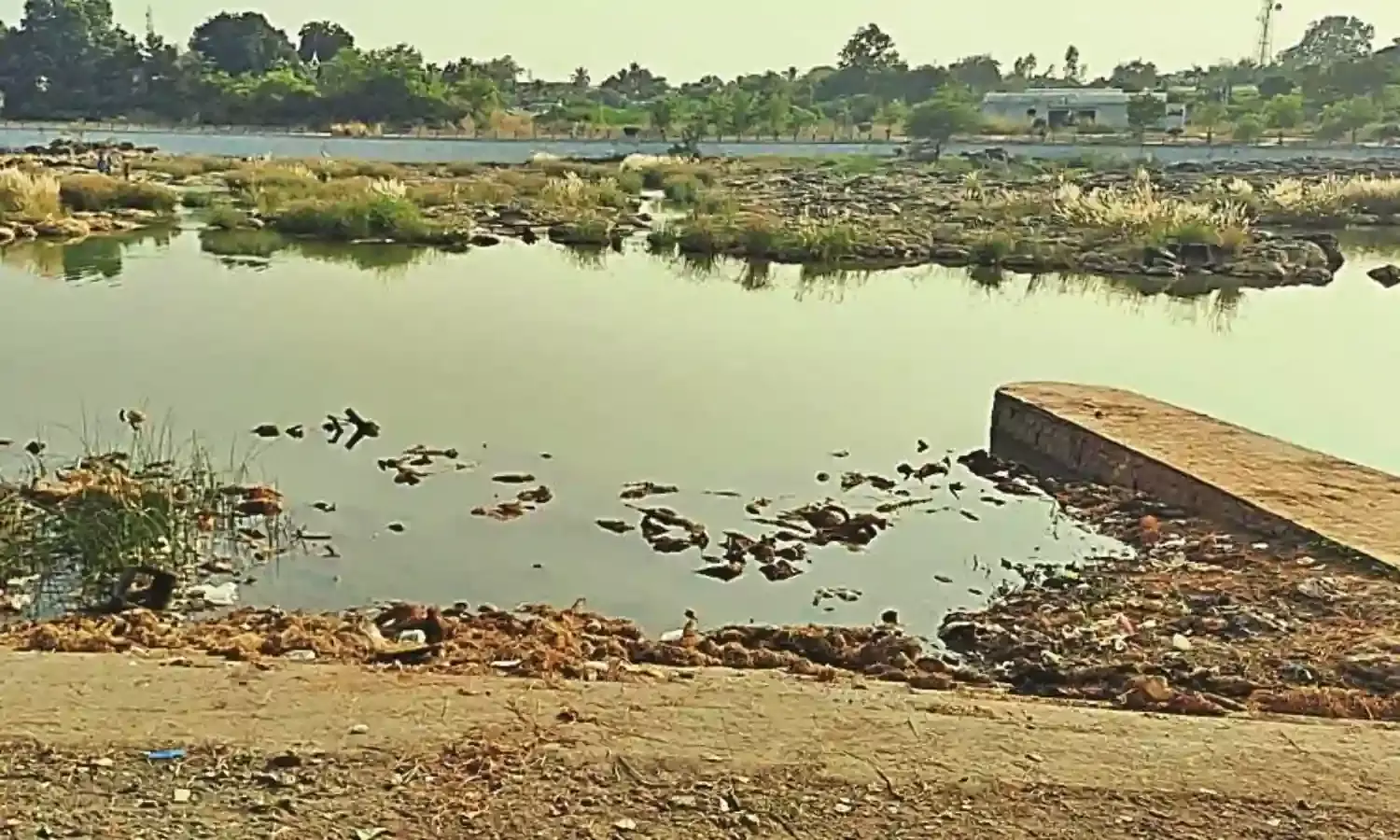 तीन सप्ताह बाद भी नहीं की गई सफाई, विसर्जित मूर्तियों से खतरे में पवनार धाम नदी का स्वास्थ्य