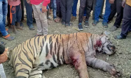 शिकार के लिए दो बाघों में संघर्ष, एक की मौत, एक घायल शिकार के लिए दो बाघों में संघर्ष, एक की मौत, एक घायल