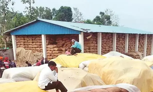 त्योहार पर नुकसान उठाकर व्यापारियों को धान बेचने को मजबूर हुए किसान
