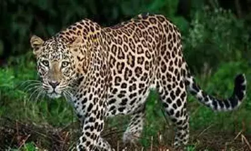 गोरेवाड़ा में लेपर्ड सफारी में बाहरी तेंदुए की घुसपैठ