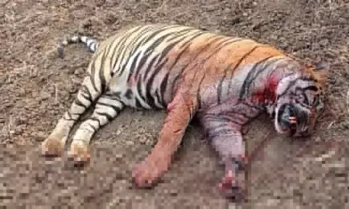 छोटा मटका से दांव-पेंच में जिंदगी की जंग हार गया बजरंग छोटा मटका से दांव-पेंच में जिंदगी की जंग हार गया बजरंग