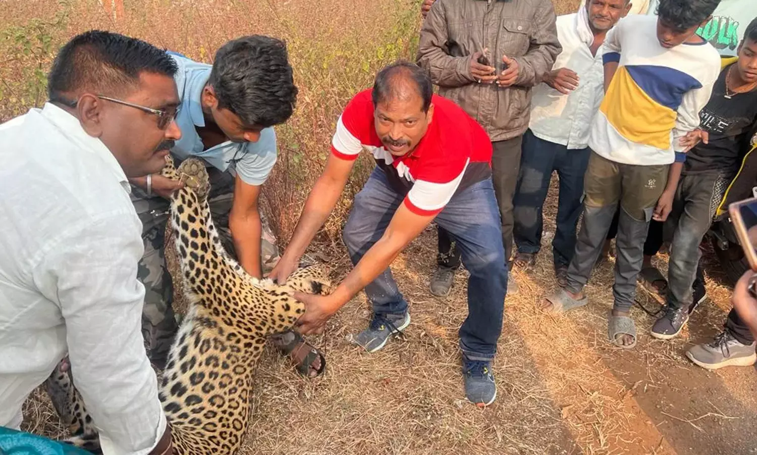 अज्ञात वाहन की टक्कर से सड़क पार कर रही मादा तेंदुए की मौत