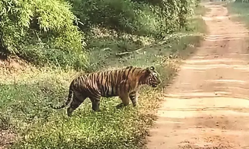 बाघ को देख खुशी से झूम उठे पर्यटक