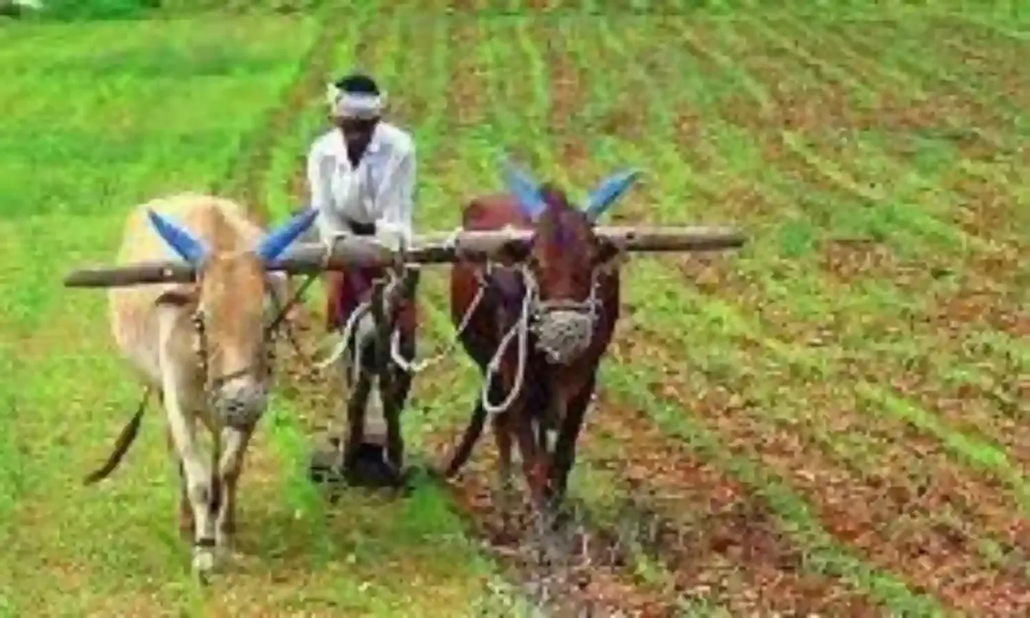 रबी मौसम में किसानों को मिलेगा एक रुपए में फसल बीमा