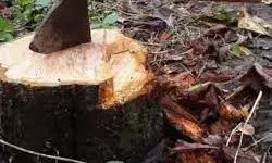 धड़ल्ले से काटे जा रहे पेड़ : हरियाली ताक पर, हेरिटेज से मोह नहीं