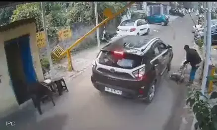 सोसाइटी से निकलते समय कार ने पालतू कुत्ते को कुचला, हुई मौत सोसाइटी से निकलते समय कार ने पालतू कुत्ते को कुचला, हुई मौत