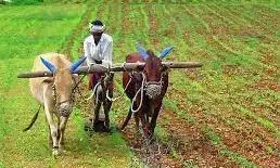 रबी मौसम में किसानों को मिलेगा एक रुपए में फसल बीमा रबी मौसम में किसानों को मिलेगा एक रुपए में फसल बीमा