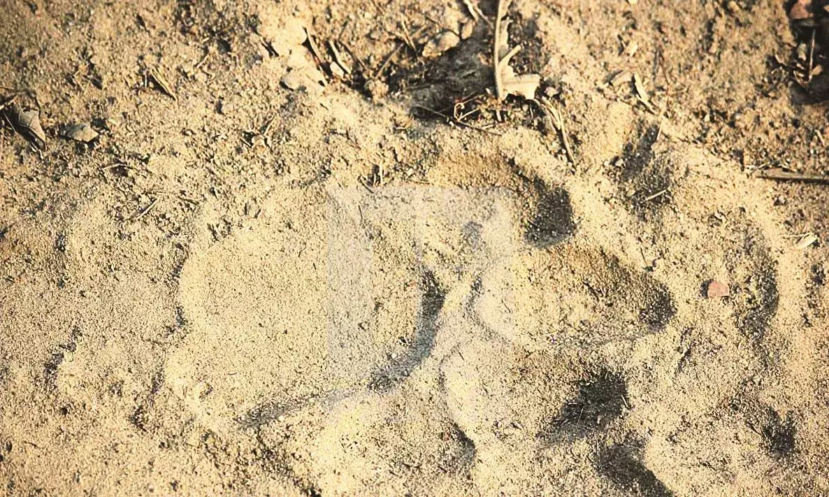 दिखे बाघ के पगमार्क, दहशत में किसान