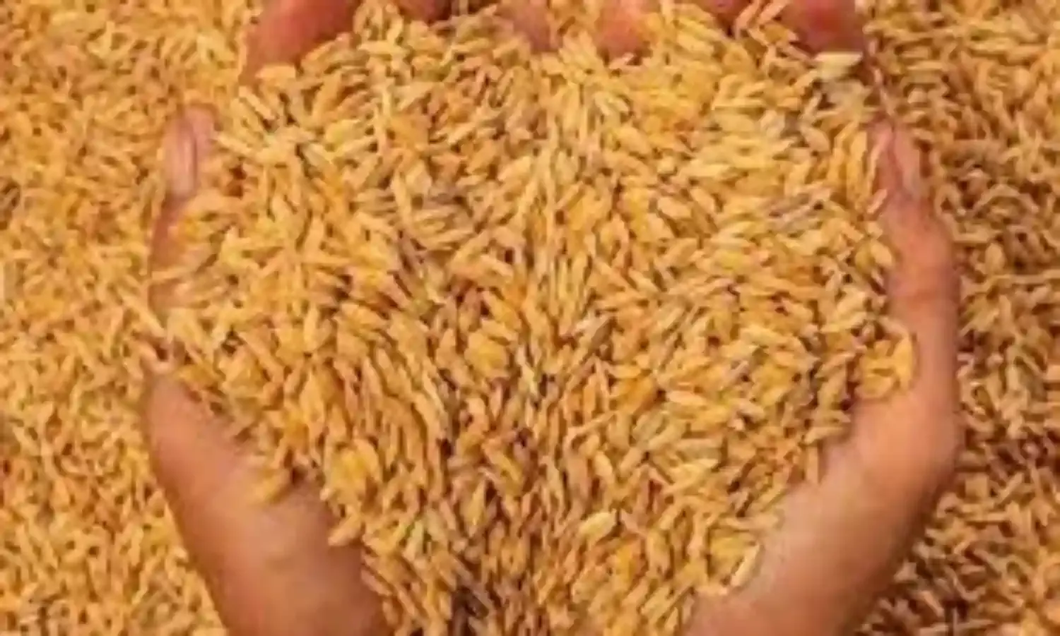 चंद्रपुर में 31 जनवरी तक होगी धान खरीदी