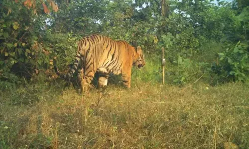 चार दिन बाद दिखा छोटा मटका चार दिन बाद दिखा छोटा मटका