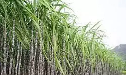 गन्ने के दाम के लिए आज गन्ना बेल्ट में चक्का जाम आंदोलन