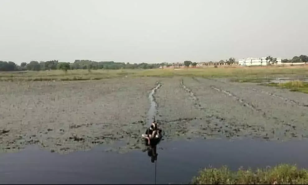 सिंघाडे की फसल में बीमारियों का खतरा
