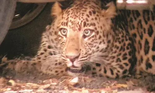 गोरेवाड़ा जू की फेंसिंग में लगाया जाएगा हल्का करंट