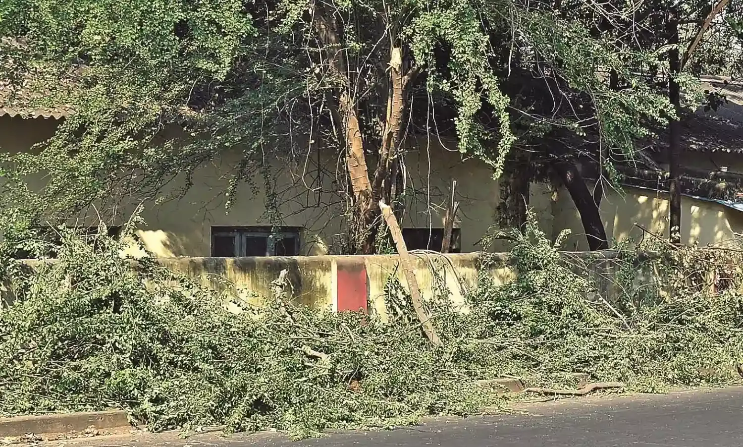 पेड़ों की छंटाई के अवशेष पड़े रास्ते पर, वाहनचालक परेशान