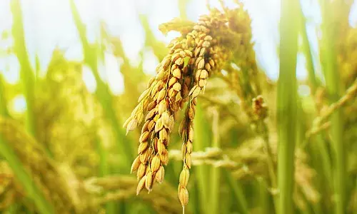 चीनी कृषि वैज्ञानिकों को मिली बड़ी सफलता, धान की नई किस्म की तैयार