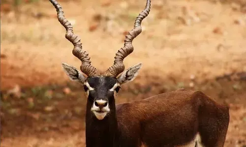 बाढ़ में मर गए थे महाराजबाग के 15 हिरण, रिकार्ड में सिर्फ 4 दर्ज बाढ़ में मर गए थे महाराजबाग के 15 हिरण, रिकार्ड में सिर्फ 4 दर्ज