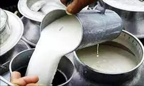 एफडीए ने जब्त 6000 लीटर मिलावटी दूध किया नष्ट