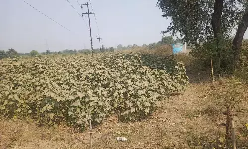 रास्ते की धूल से खराब हो रहीं कपास और चने की फसल रास्ते की धूल से खराब हो रहीं कपास और चने की फसल