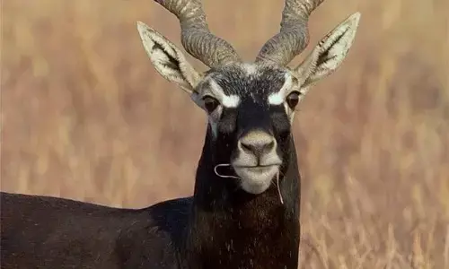 हिरणों को दफनाने दो दिन बंद रखा टिकट काउंटर