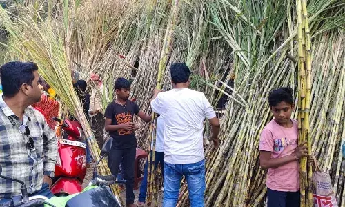 तुलसी विवाह पर जमकर बिका गन्ना