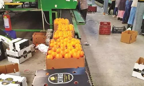 विदेशों में नागपुरी संतरे की मांग, 25 फीसदी बढ़ा निर्यात विदेशों में नागपुरी संतरे की मांग, 25 फीसदी बढ़ा निर्यात