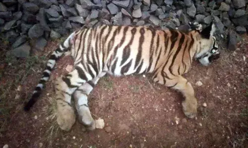 ट्रेन की टक्कर से बाघ की मौत, मामला दर्ज