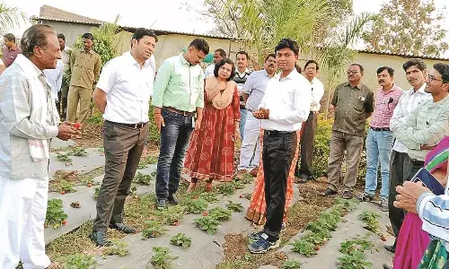 11 एकड़ में हुई स्ट्रॉबेरी, कलेक्टर देखने पहुंचे