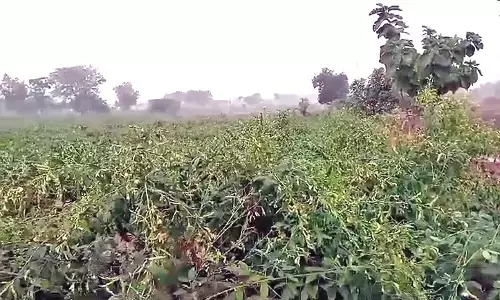 यवतमाल में हजारों हेक्टेयर का लाखों क्विंटल कपास बर्बाद यवतमाल में हजारों हेक्टेयर का लाखों क्विंटल कपास बर्बाद