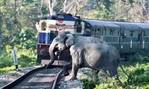 हाथियों को ट्रेन की चपेट में आने से बचाएगी गजराज टेक्नोलॉजी हाथियों को ट्रेन की चपेट में आने से बचाएगी गजराज टेक्नोलॉजी