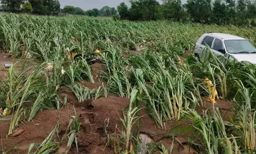 बारिश से नुकसान, खेतों तक पहुंचेंगे राजनीतिक कार्यकर्ता