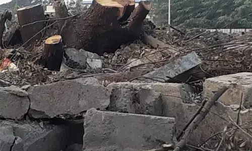 खामला मटन मार्केट में पेड़ों की अवैध कटाई