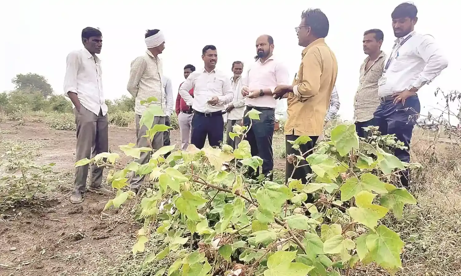बेमौसम बारिश से 14 हजार हेक्टेयर फसल प्रभावित