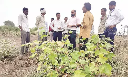 बेमौसम बारिश से 14 हजार हेक्टेयर फसल प्रभावित बेमौसम बारिश से 14 हजार हेक्टेयर फसल प्रभावित