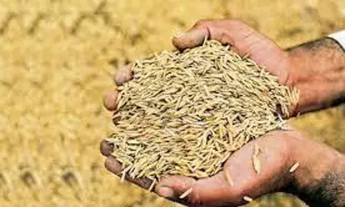 धान के पंजीयन की अवधि 31 दिसंबर तक बढ़ी
