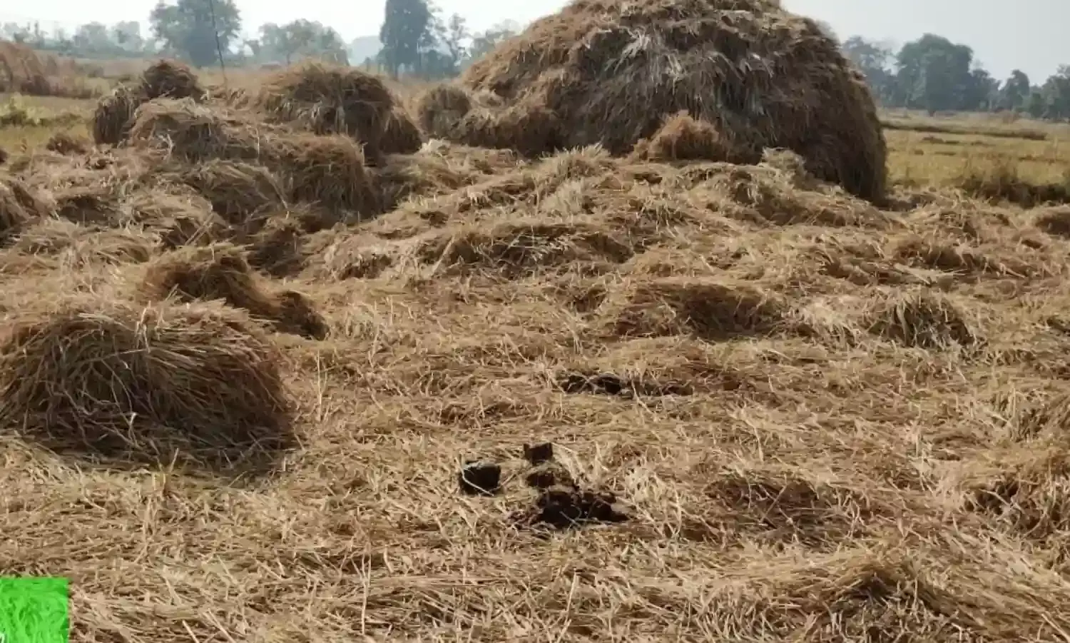 पलसगांव में तहस-नहस कर दी धान की फसल