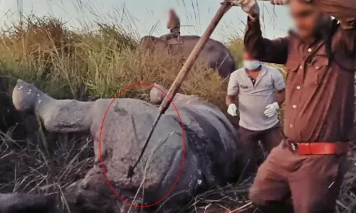 काजीरंगा में गैंडे की हत्या के आरोप में व्यक्ति गिरफ्तार