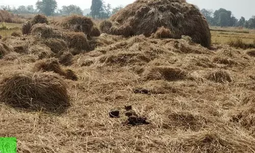 पलसगांव में तहस-नहस कर दी धान की फसल