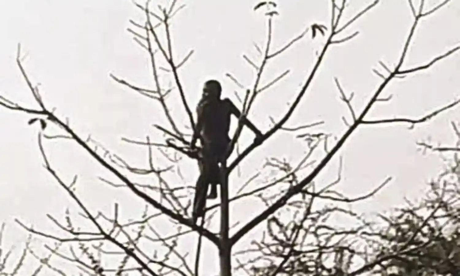 पेड़ पर चढ़ा शराबी उतारने में लगे 2 घंटे