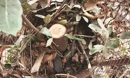 अब ट्री गार्ड के अंदर से चंदन के पेड़ की चोरी, बर्डी थाने में पहुंचा मामला अब ट्री गार्ड के अंदर से चंदन के पेड़ की चोरी, बर्डी थाने में पहुंचा मामला