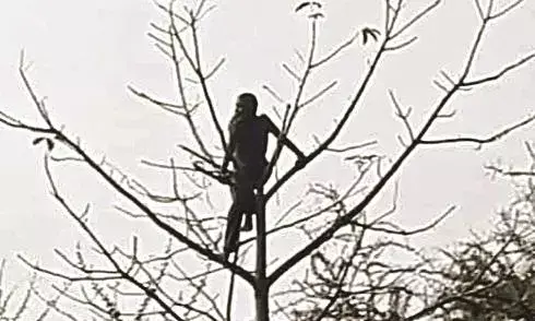 पेड़ पर चढ़ा शराबी उतारने में लगे 2 घंटे पेड़ पर चढ़ा शराबी उतारने में लगे 2 घंटे