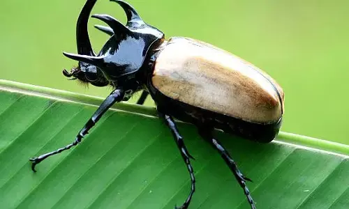 अपने कई गुना ज्यादा वजन उठा सकता है दुनिया का ये सबसे शक्तिशाली उड़ने वाला कीड़ा, 7 इंच तक होती है लंबाई अपने कई गुना ज्यादा वजन उठा सकता है दुनिया का ये सबसे शक्तिशाली उड़ने वाला कीड़ा, 7 इंच तक होती है लंबाई