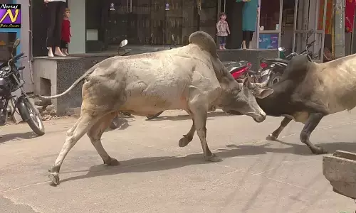 सांडों की लड़ाई में वृद्ध घायल सांडों की लड़ाई में वृद्ध घायल